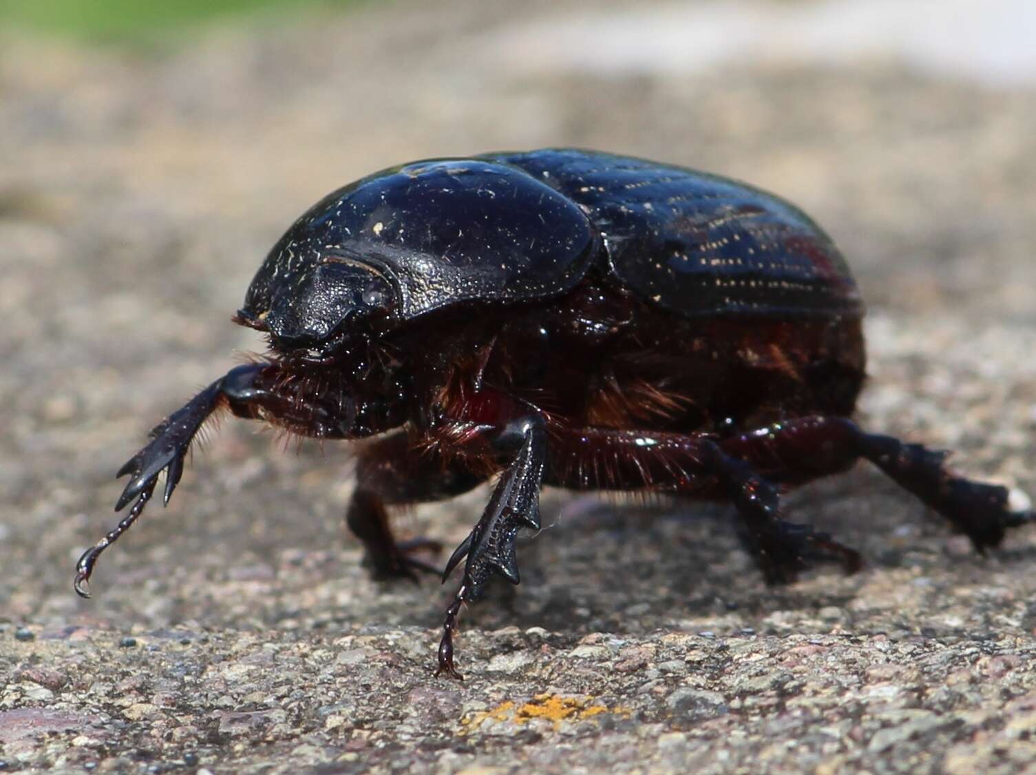 Image of Xyloryctes orientalis Bitar & Morón 2014