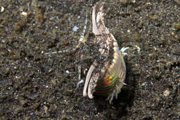 Image of Aphrodite worm