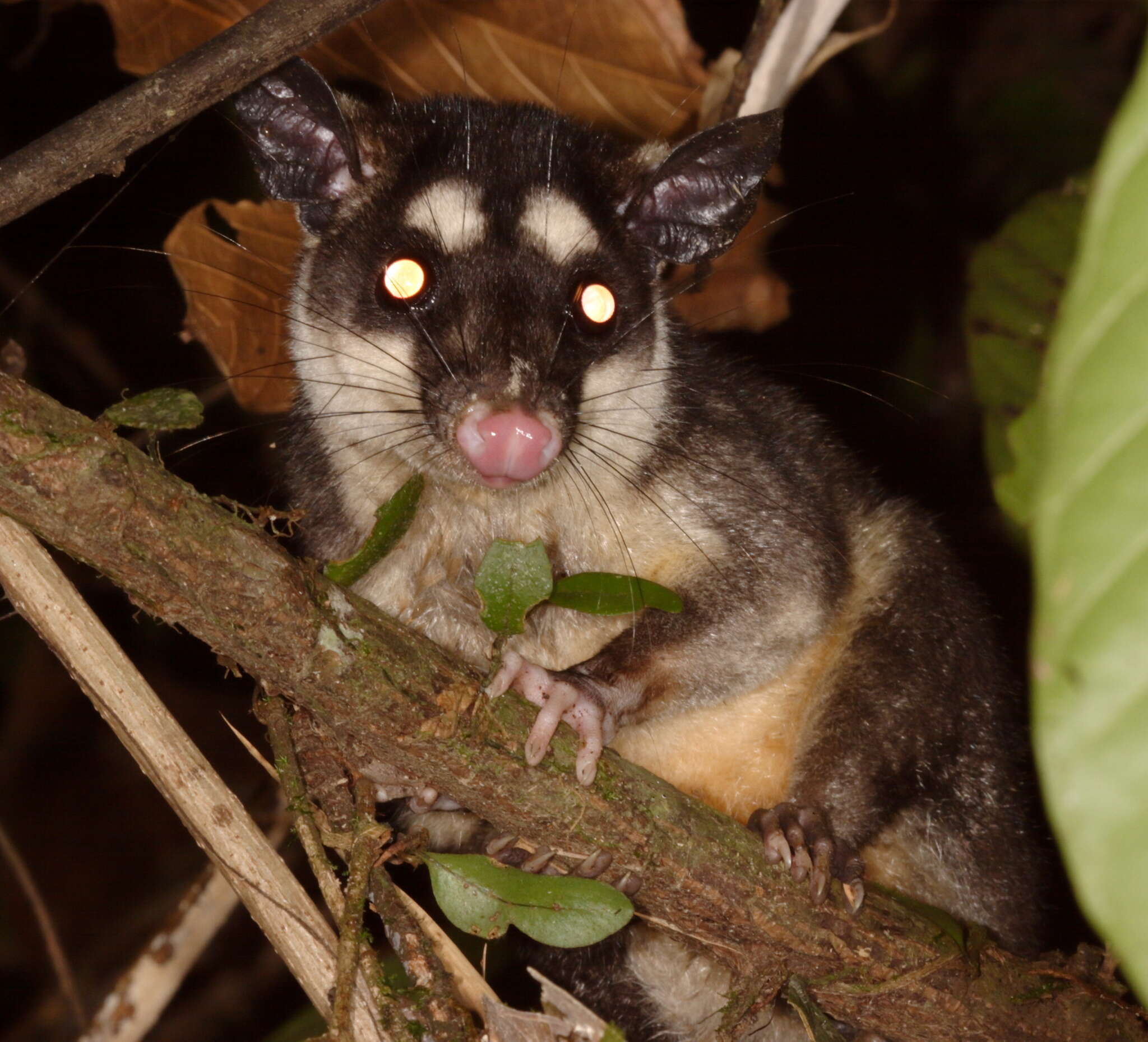 Image of Anderson's Four-eyed Opossum