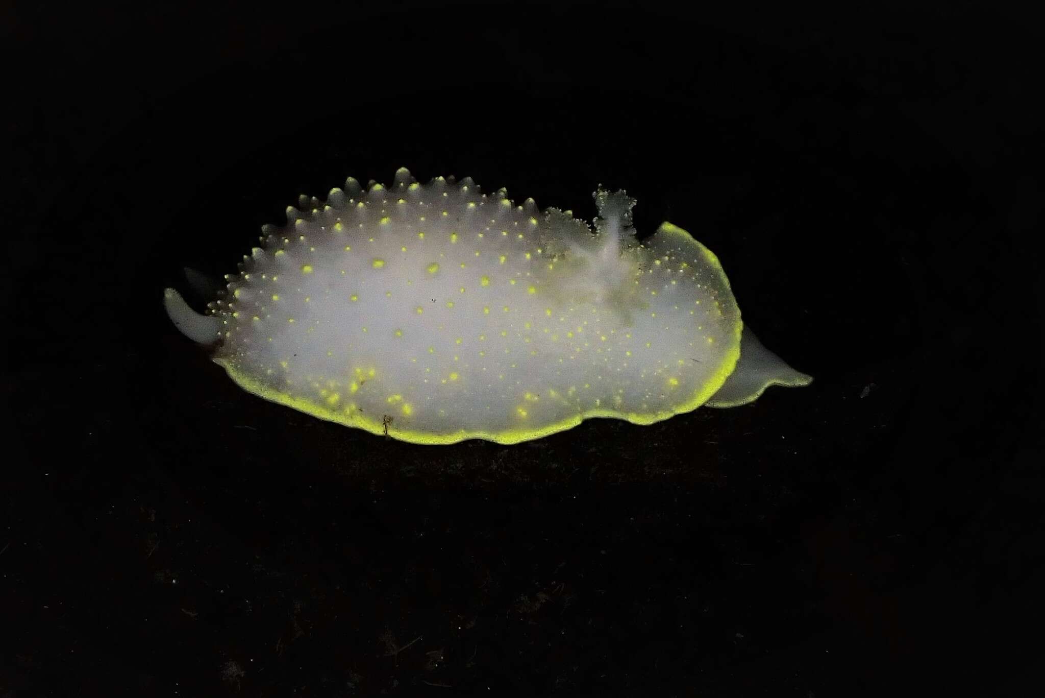 Image of Cadlina klasmalmbergi Korshunova, Fletcher, Picton, Lundin, Kashio, N. Sanamyan, K. Sanamyan, Padula, Schrödl & Martynov 2020