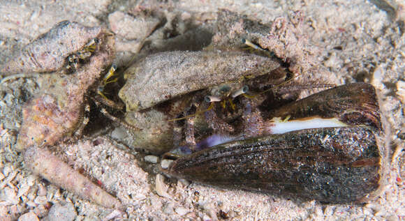 Image of Longeye hermit crab