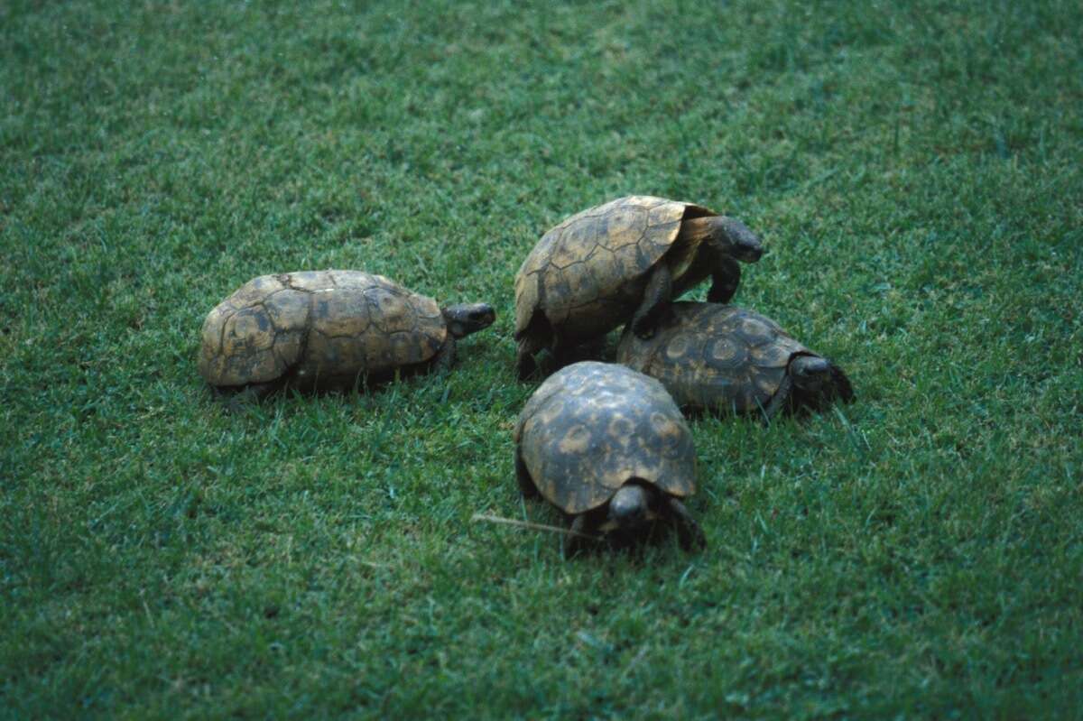 Image of Bell’s hinged tortoise