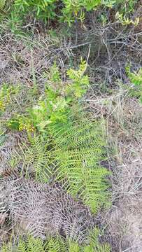 Image of southern brackenfern