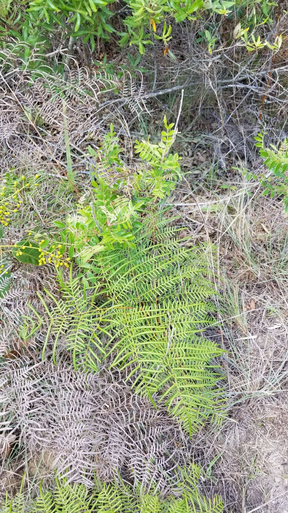 Sivun Pteridium caudatum (L.) Maxon kuva