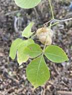 Image of Ptelea trifoliata var. mollis Torr. & Gray