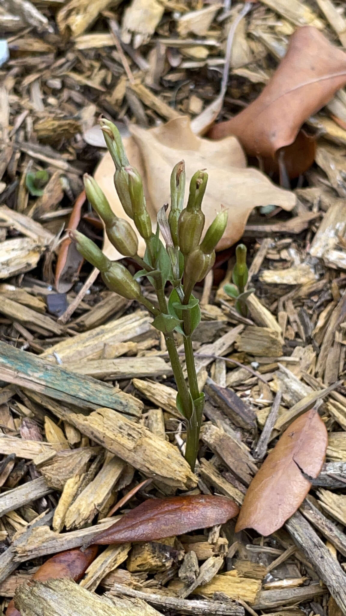 Image of gentian noddingcaps