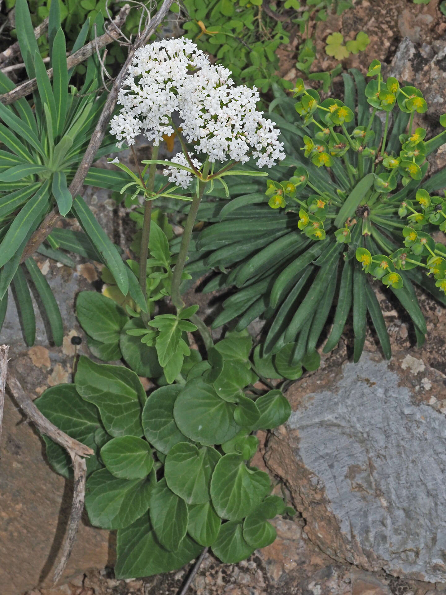 Image of Valeriana asarifolia Dufresne