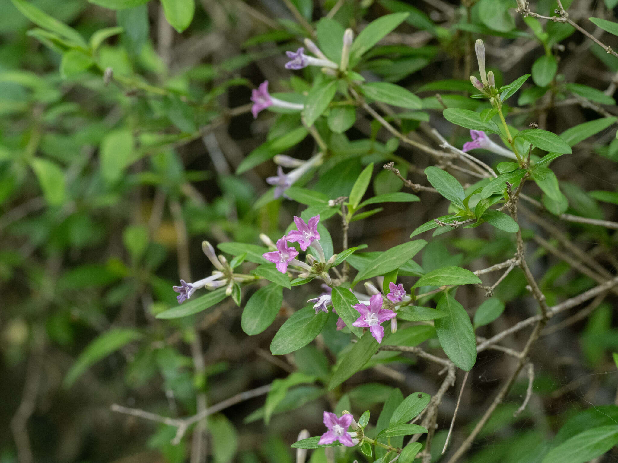 Leptodermis oblonga Bunge resmi