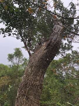 Image of Zanthoxylum dimorphophyllum Hemsl.