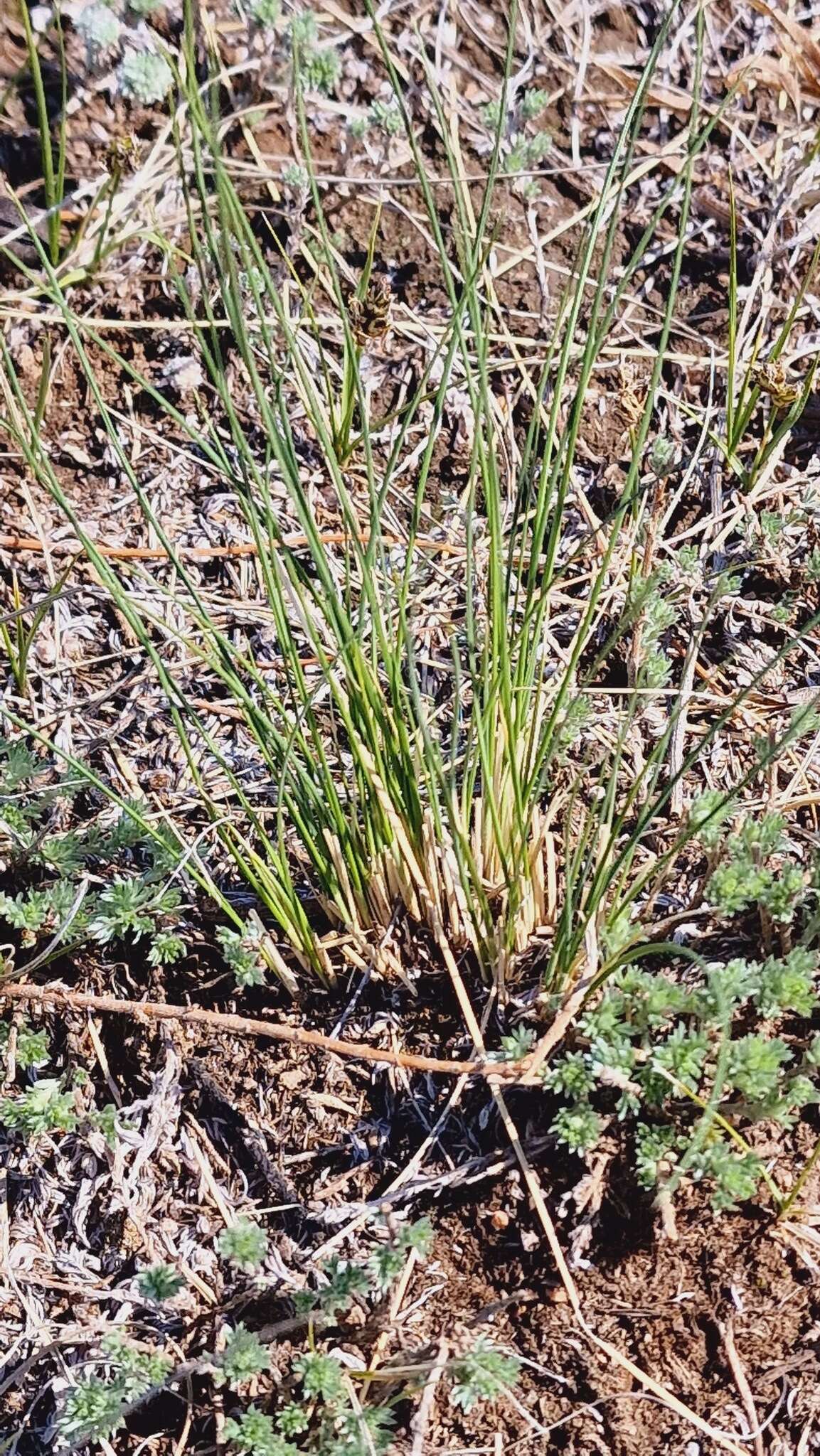 Imagem de Stipa krylovii Roshev.