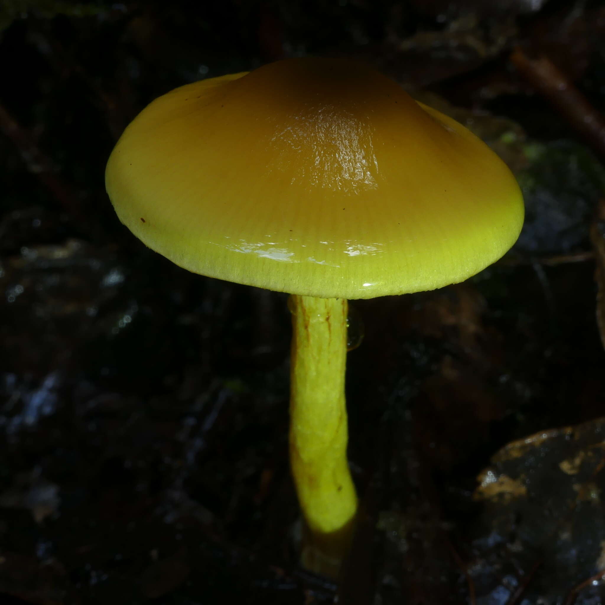 Image of Dermocybe icterinoides E. Horak 1988