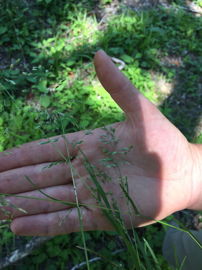 Image of Annual Meadow Grass