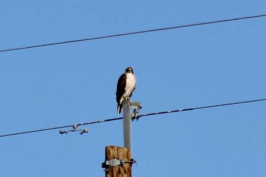 Image of Buteo jamaicensis fuertesi Sutton & Van Tyne 1935