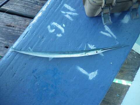 Image of Keeltail Needlefish