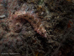 Image of Rosy Blenny