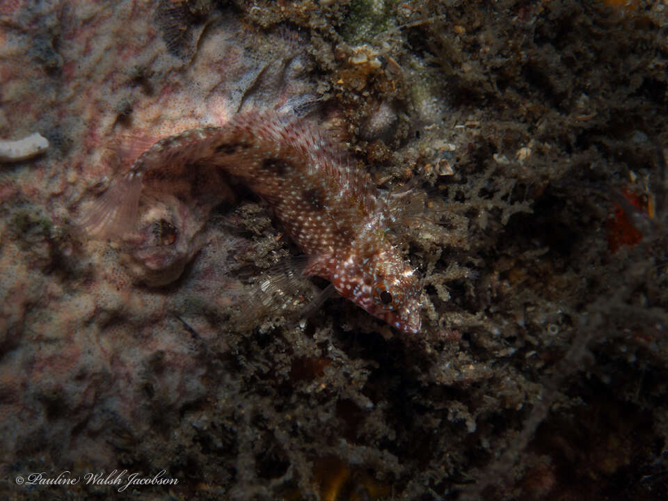 Image of Rosy Blenny