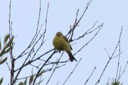 Image of Corsican Citril Finch