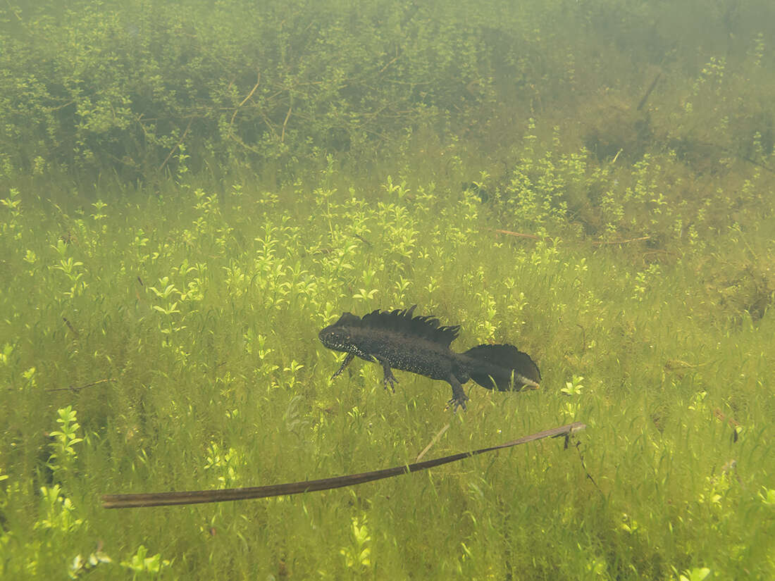 Image of Great Crested Newt