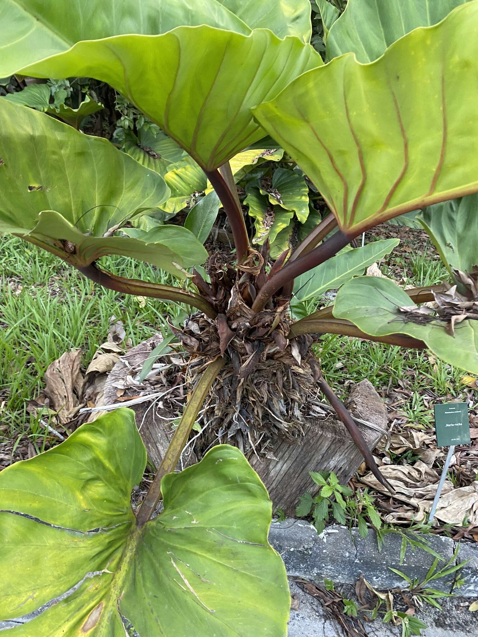 Image of Philodendron melinonii Brongn. ex Regel