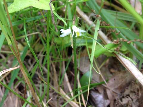 Image of Shining Ladies'-Tresses