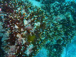 Image of Fire coral