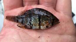 Image of Blackbanded Sunfish