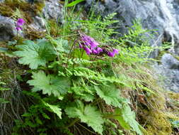 Image of Primula matthioli Richt.