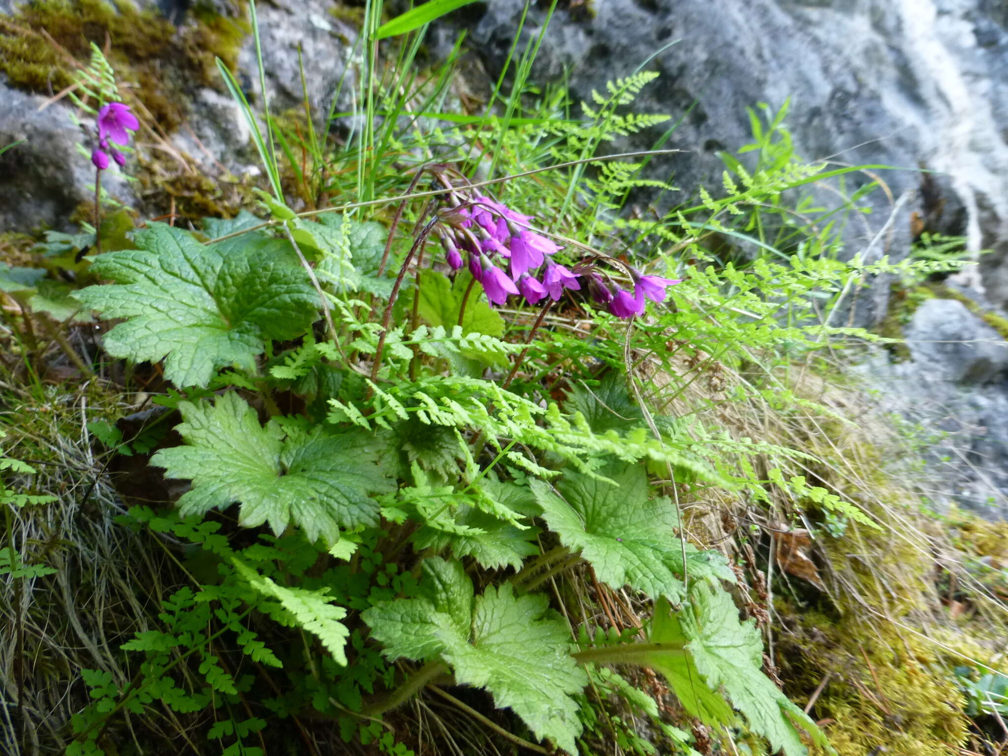 Image of Primula matthioli Richt.