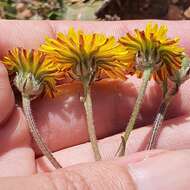 Image of Crepis vesicaria subsp. vesicaria