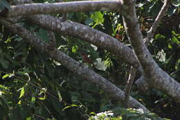 Image of Red-crowned Ant Tanager