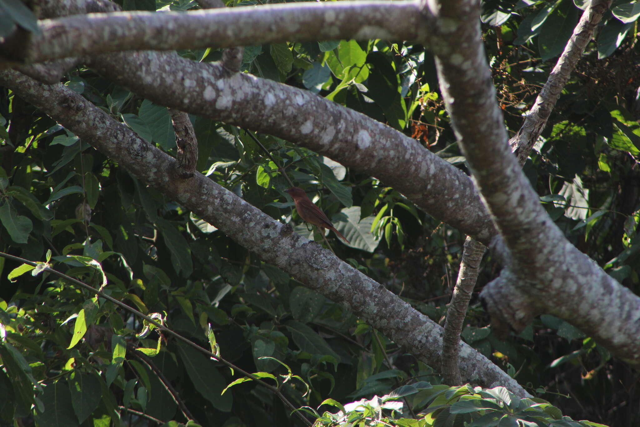 Image of Red-crowned Ant Tanager