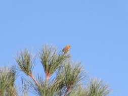 Image of Orchard Oriole