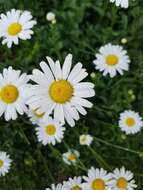 Слика од Leucanthemum superbum (Bergmans ex J. Ingram) D. H. Kent