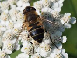 Image of Eristalis similis (Fallén 1817)