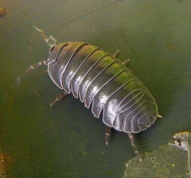 Image of Armadillidium depressum Brandt 1833