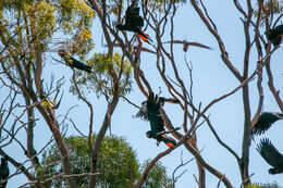 Image of Calyptorhynchus banksii escondidus Ewart, Joseph & Schodde 2020