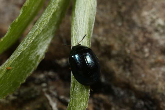 Image of willow leaf beetle
