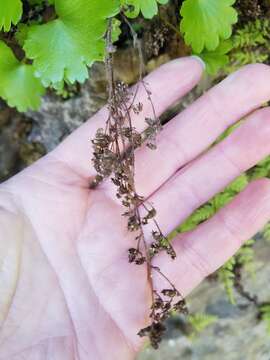 Image of Sullivant's coolwort