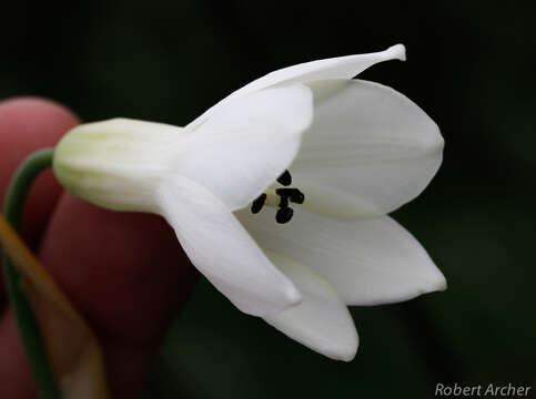 Image of Ornithogalum candicans (Baker) J. C. Manning & Goldblatt