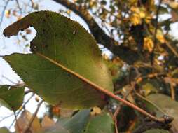 Image of Chinese pear