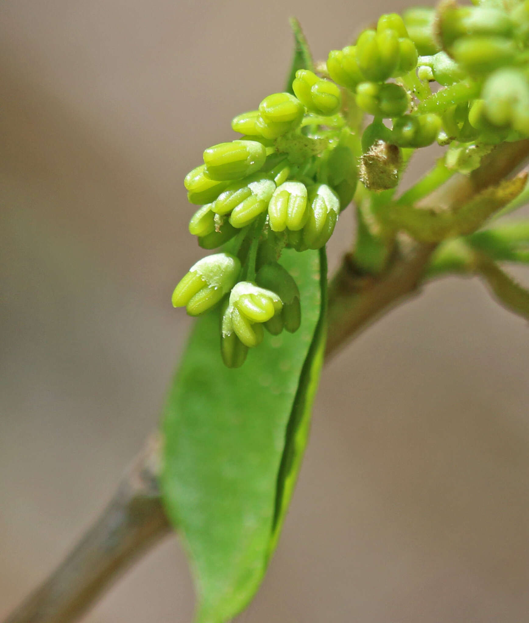 Image of singleleaf ash