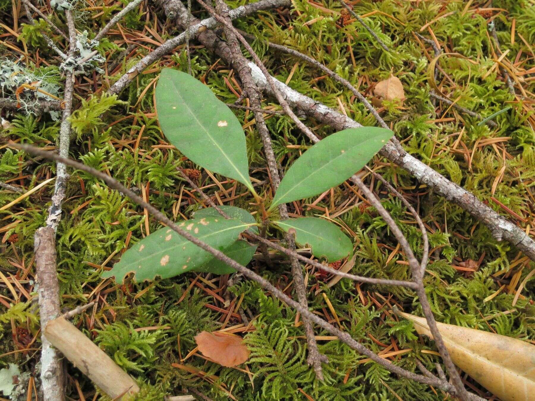 Image de Chrysolepis chrysophylla var. chrysophylla