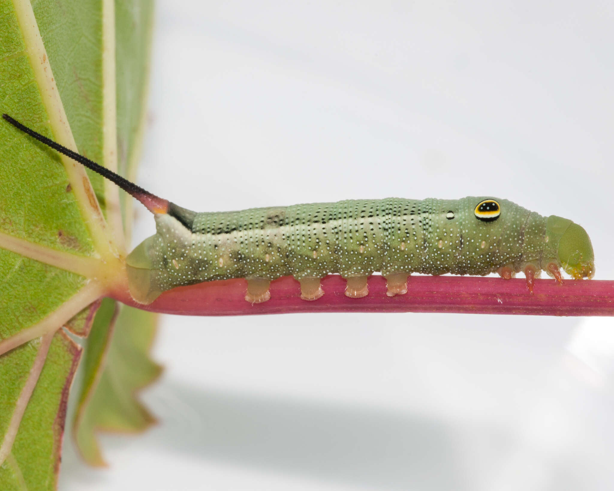 Image of Vine Hawk-Moth