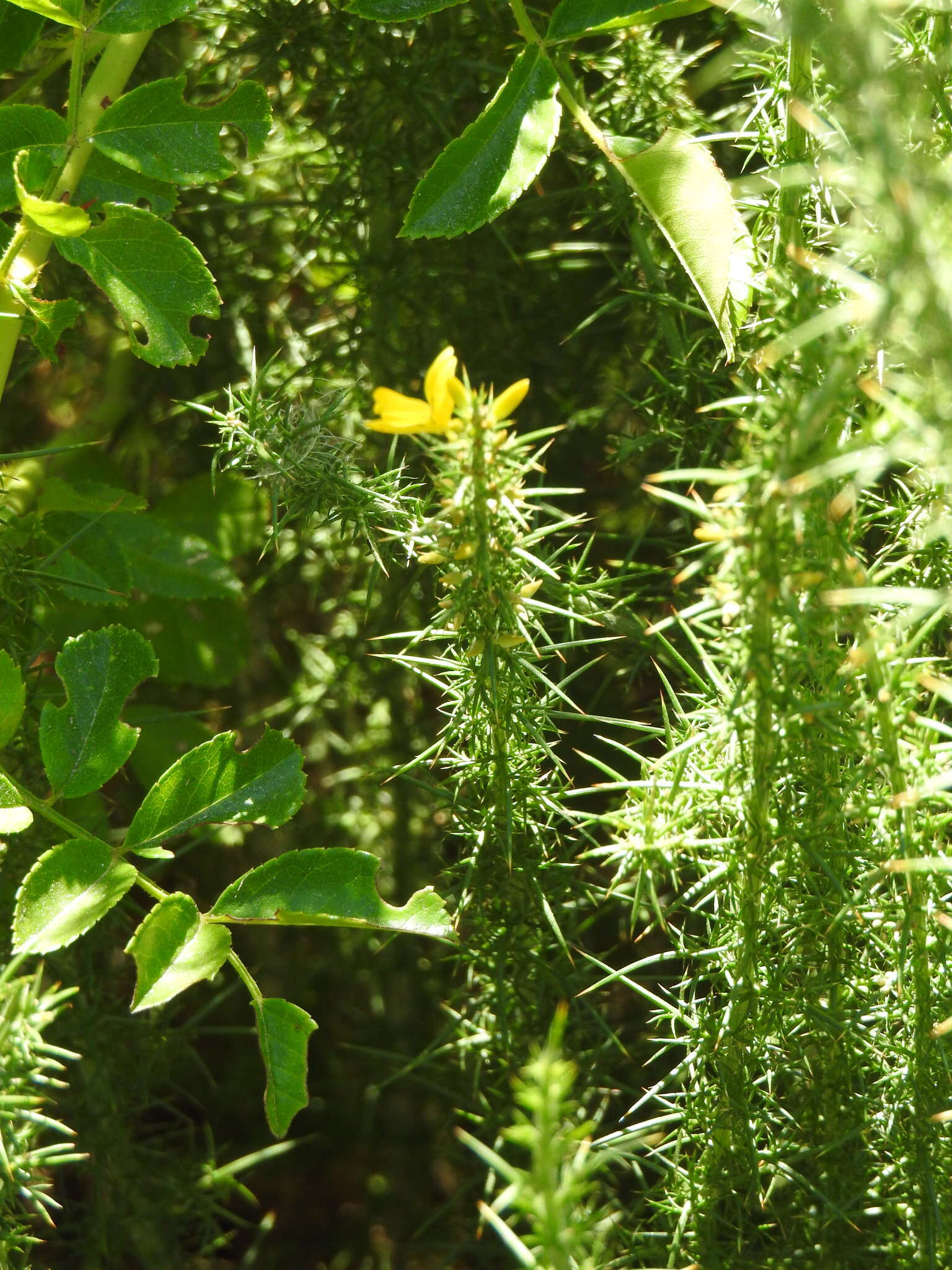 Image of Dwarf Gorse