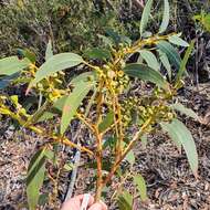 Image of yellow-top mallee-ash