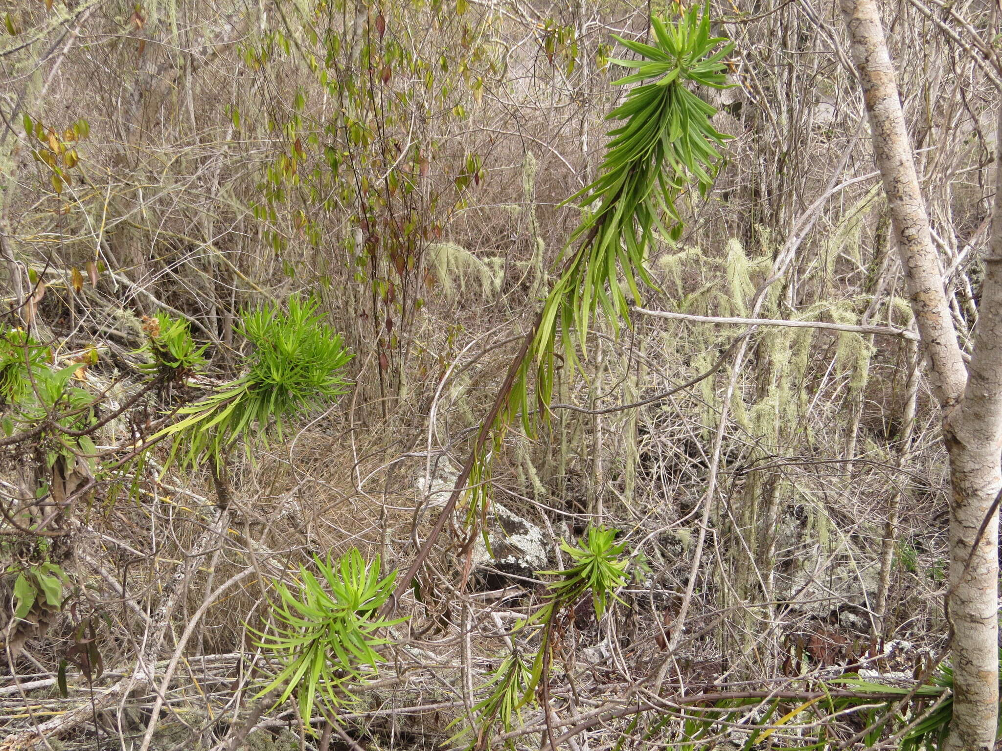 Image of Thin-leafed Darwin's Shrub