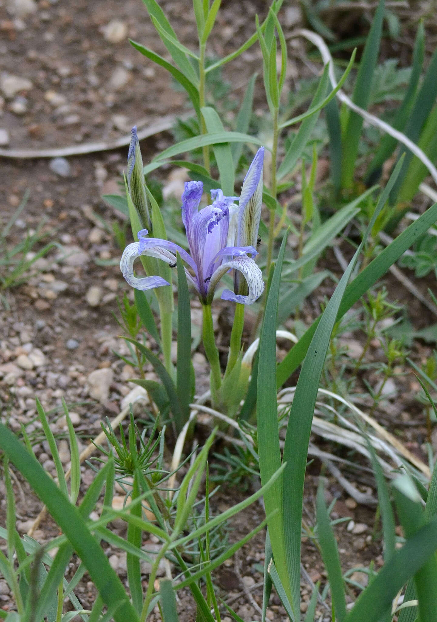 Plancia ëd Iris biglumis Vahl