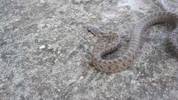 Image of Caucasian Rat Snake