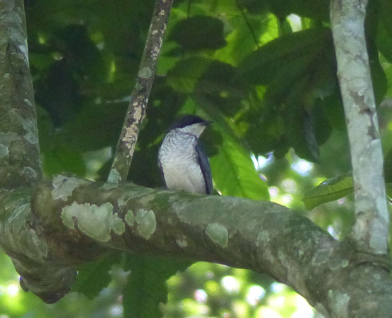 Image of African Forest Flycatcher