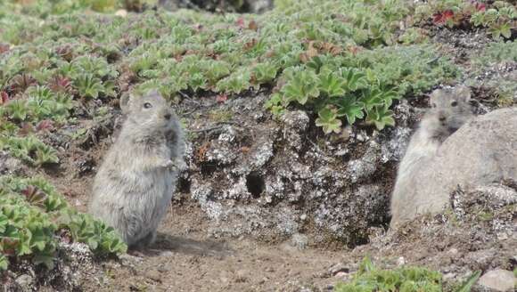 Image of Blick's Grass Rat